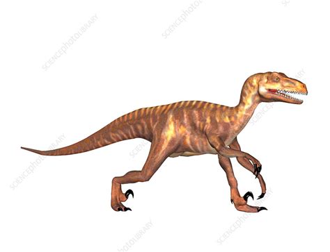 Deinonychus Dinosaur Illustration Stock Image C0232698 Science