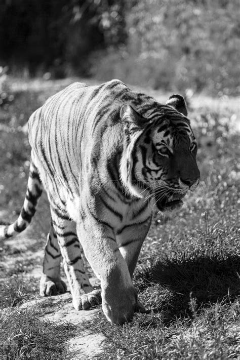 Bengal Tiger Walking - India Stock Photo - Image of face, expression ...