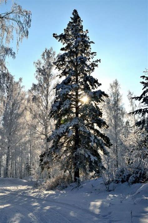 Маленькая елка в лесу (большое количество фото) - treepics.ru