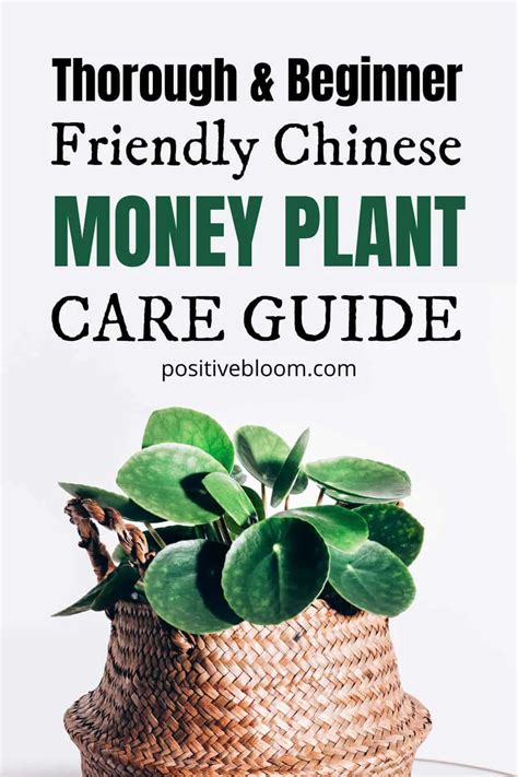 Thorough & Beginner-Friendly Chinese Money Plant Care Guide