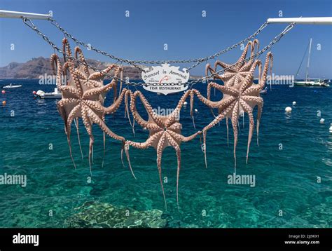 Octopus Drying In The Sun Advertising Sunset In Ammoudi Fish Restaurant