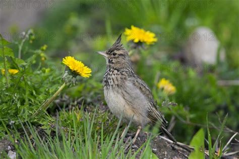 Crested Lark Photo12 ImageBROKER Alimdi Arterra