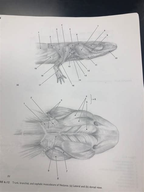 CAA PRAC 3 Necturus Trunk Ventral And Lateral View Diagram Quizlet