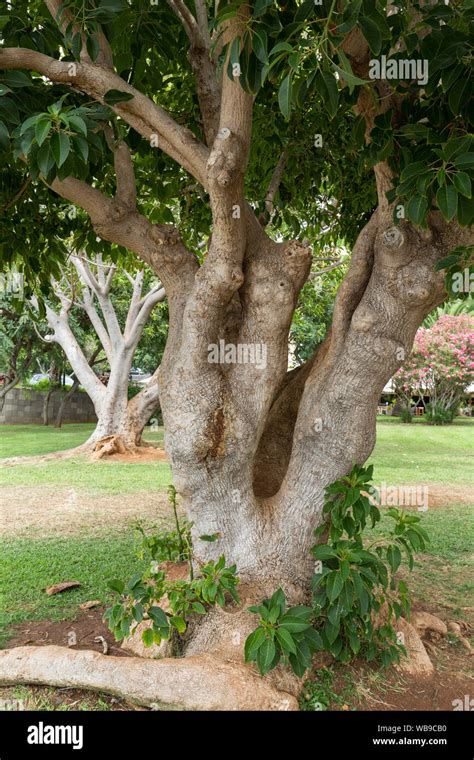 Southern Magnolia Magnolia Grandiflora Old Magnolia Tree In Funchal