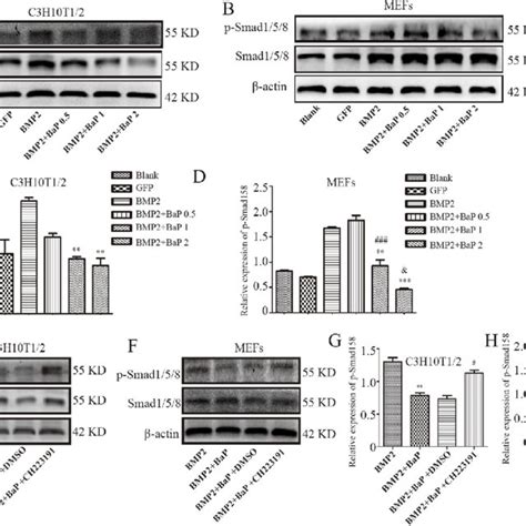 BaP Inhibits BMP2 Smad Signaling Pathway Through AhR A B The