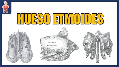 AnatomÍa Hueso Etmoides Generalidades LÁminas Vertical Y Horizontal