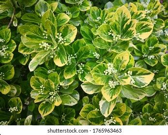 Evergreen Shrub Euonymus Fortunei Emerald Surprise Stock Photo