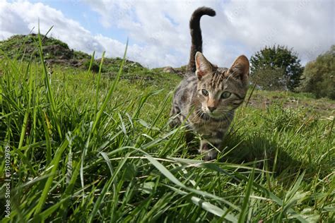 Getigerte Hauskatze Auf Einer Wiese Weitwinkel Froschperspektive Stock