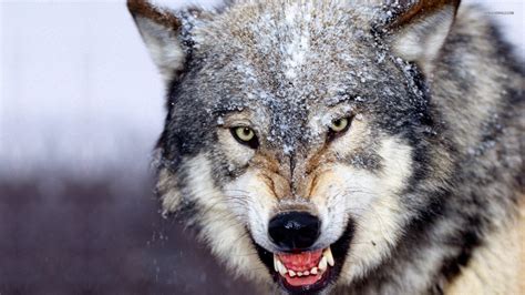 1080P Wolf Wallpaper - WallpaperSafari