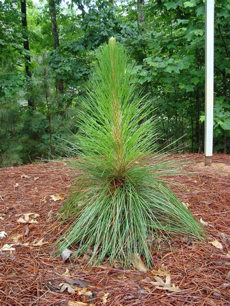 Pinus Palustris