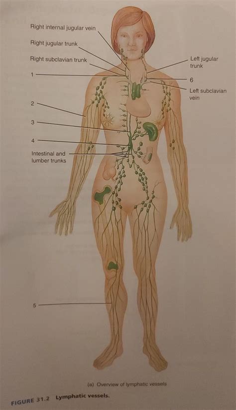 Solved A Lymphatic And Blood Capillaries Blood Capillary Chegg