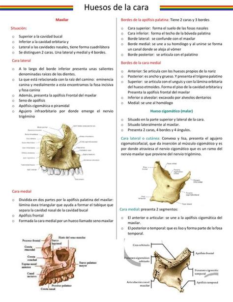 Huesos De La Cara Vianey Adriana UDocz
