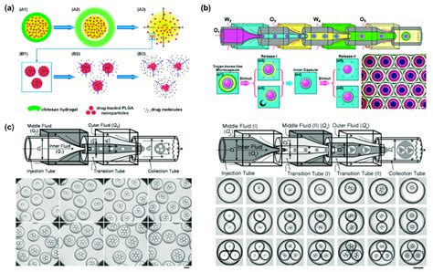 A Schematic Illustration Of Programmed Sequential Drug Release From Download Scientific