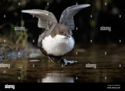 Dipper water bird hi-res stock photography and images - Alamy