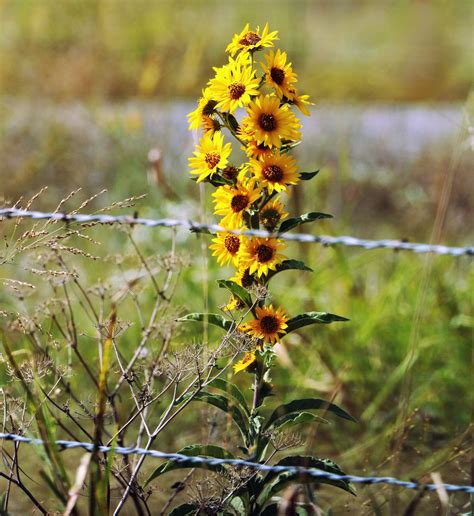 sunflowers  barbed wire  stock photo public domain pictures