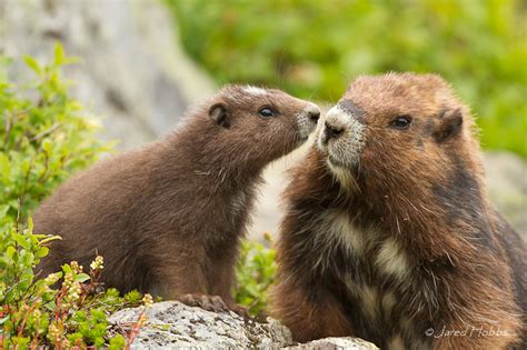 Vancouver Island Marmot