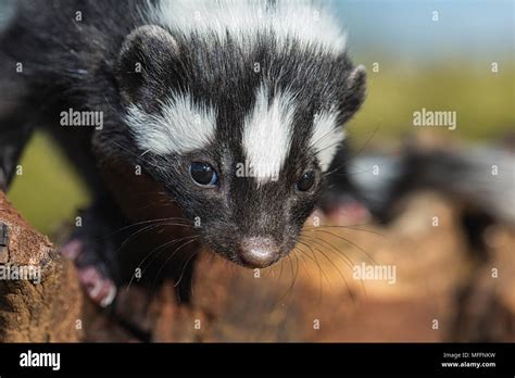 African Polecat Hi Res Stock Photography And Images Alamy