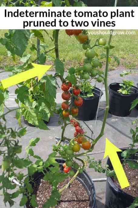 How To Care For Determinate Vs Indeterminate Tomatoes You Should Grow