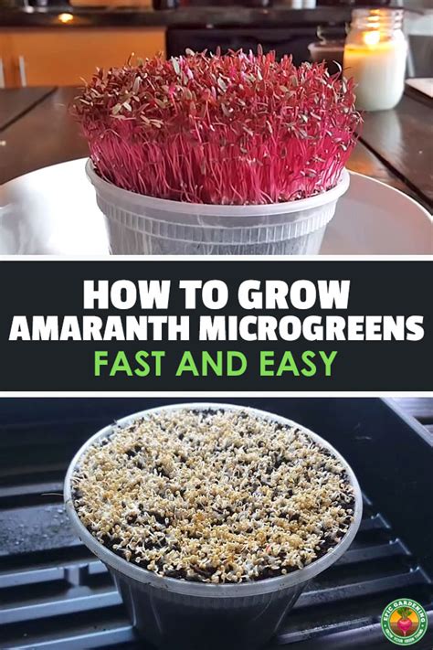 How To Grow Amaranth Microgreens Fast And Easy Epic Gardening