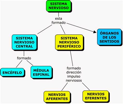 Diagrama De Flujo Sistema Nervioso