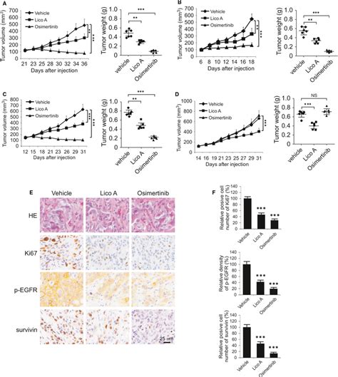 Licochalcone A Inhibits Xenograft Tumour Growth Ad Hcc A H