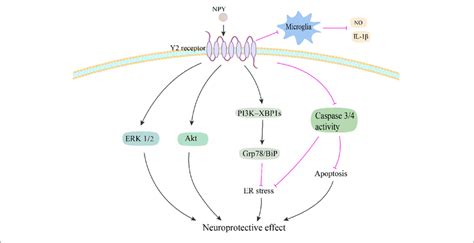 Potential Neuroprotective Effects Of NPY In PD NPY May Be Exerting