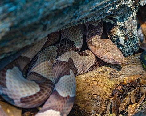 Which State Has More Venomous Snakes Texas Or Florida WorldAtlas