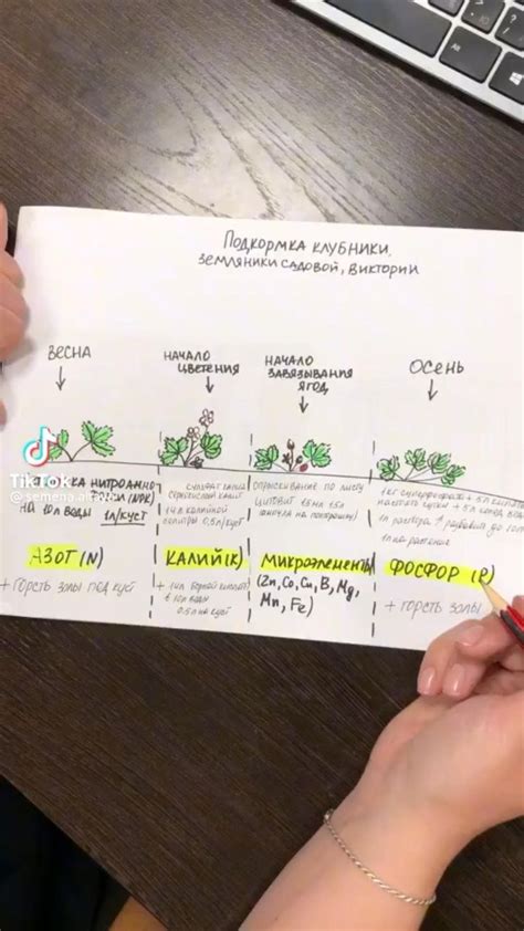 Клубника | Посадка клубники, Удобрение для сада, Идеи посадки растений