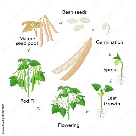 Bean Plant Growth Stages Infographic Elements In Flat Design Planting