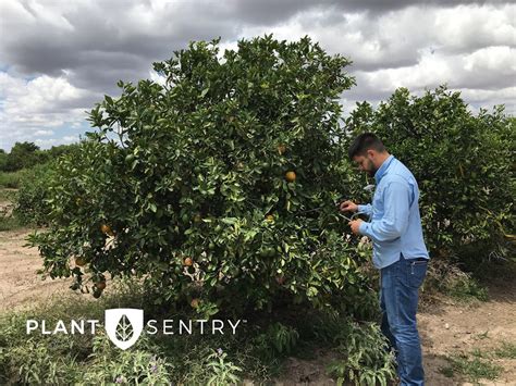 Citrus Greening Disease Pictures Archives Plant Sentry™