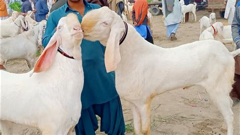 Show New Video Of Bakra Mandi Dera Ghazi Khan Khalil Goat Farm YouTube