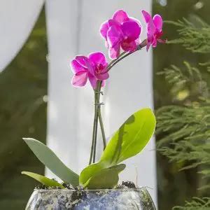 Growing Orchids In Water Culture - Hydroponic Orchids