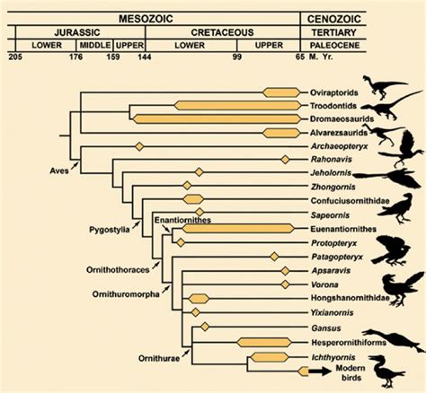 Cladogram Or Diagram Depicting The Genealogical Relationships Among The