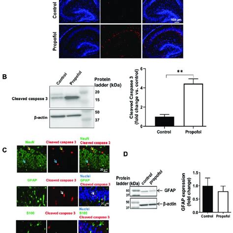 Neuroapoptosis In Postnatal Day 7 P7 Mouse Hippocampi Was Induced By