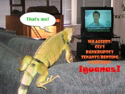 Funny Iguana |Funny Animal