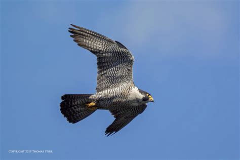 Peregrine Falcon in Flight - Small Sensor Photography by Thomas Stirr