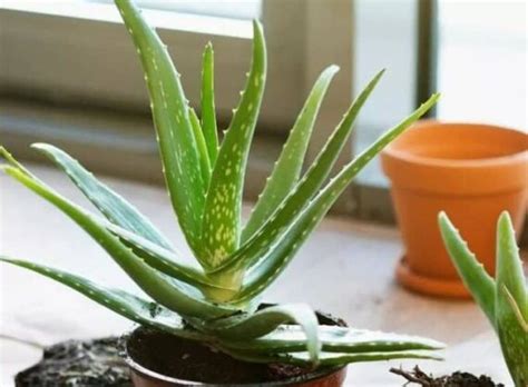 Cómo cultivar Aloe vera sábila en Interiores y sus cuidados Eco