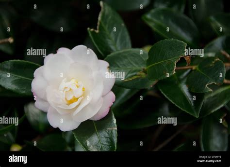 White flower of Japanese Camellia, Camellia japonica, on the plant ...