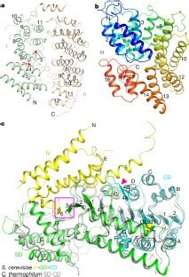 Molecular Mechanism For The Regulation Of Yeast Separase By Securin