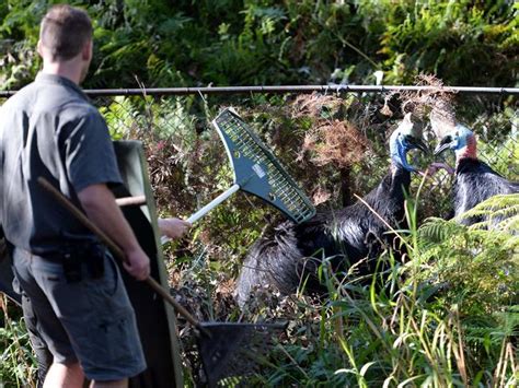 Australian Reptile Park Keepers Step In With Riot Shields During Attempt To Mate Cassowaries