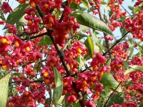 Бересклет европейский Ред Каскад (Red Cascade) (EUONYMUS EUROPAEUS Red ...