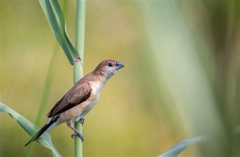 Portrait of a Indian Silverbill Bird - PixaHive