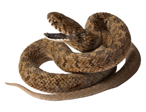 Snake Png Image Picture Download Free Transparent Image Download Size