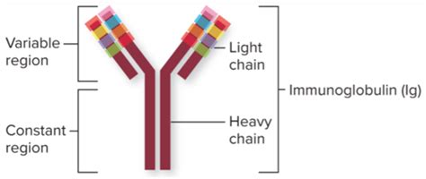 BIO 175 Ch. 13 Host Defenses II Flashcards | Quizlet