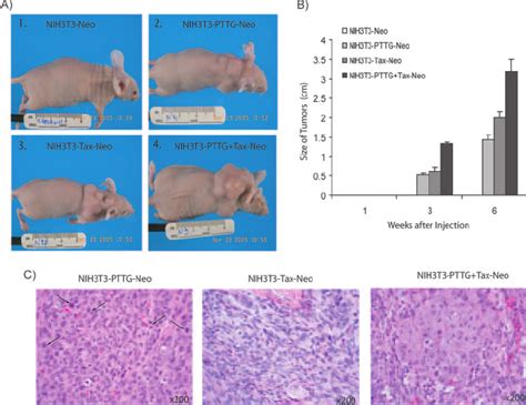 In Vivo Tumorigenicity Of Pttg Plus Tax Nih T Cells In Nude Mice A