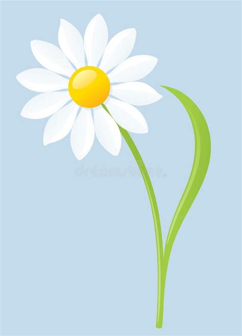 Marguerite Stock Illustrations Vecteurs Clipart Stock