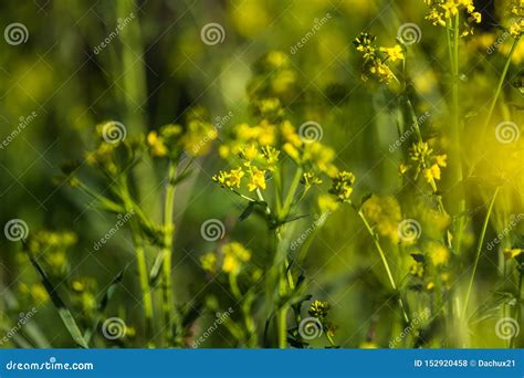 Flores Selvagens Bonitas Do Nabo Que Florescem No Campo Foto De Stock