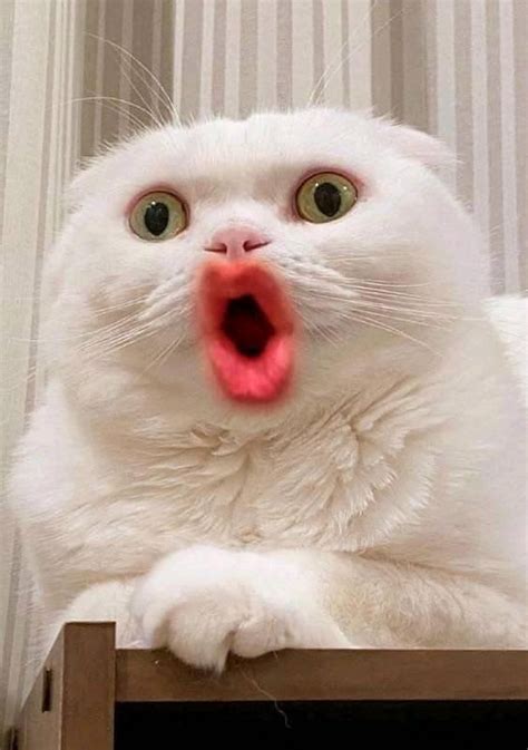 Cats with human mouth. | Cute cat, Cute animals, Kittens cutest