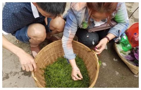 农村这野菜，做汤最好吃，又称“富贵菜”，可惜很多人都没有吃过雷公野菜富贵新浪新闻