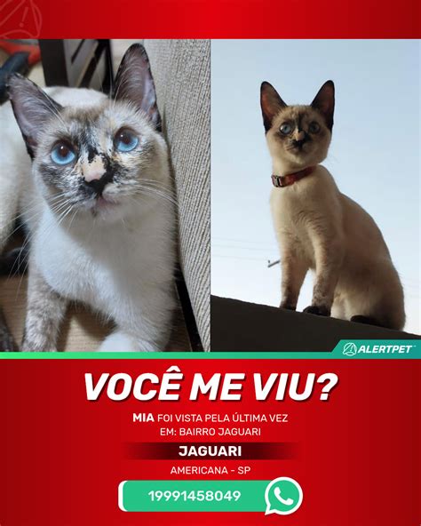 Gato Perdido AMERICANA SP MIA AlertPet